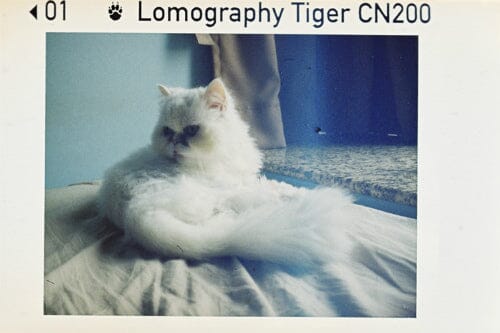 Lomography Color Tiger 200/110 (1 катушка на 24 кадра) Fotovramke 